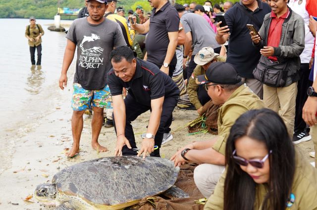 PJ Bupati Buleleng Lepasliarkan Penyu Selamat dari Penyelundupan Ilegal