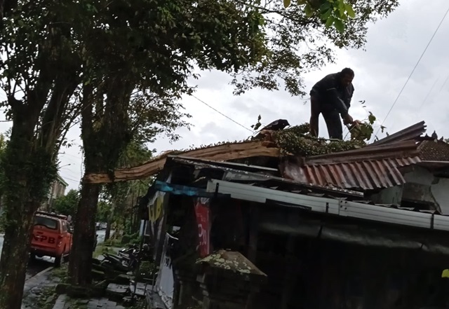 Cuaca Ekstrem! Pohon Tumbang Hancurkan Rumah dan Warung di Tabanan