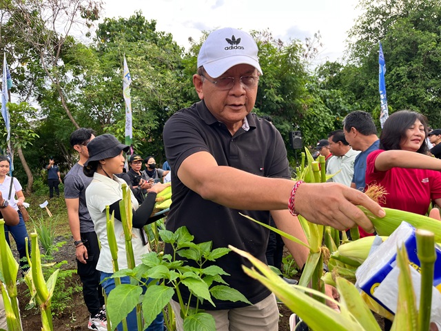 Dorong Pengembangan Jagung Arumba, Bupati Sutjidra Buktikan Komitmen Majukan Pertanian Buleleng