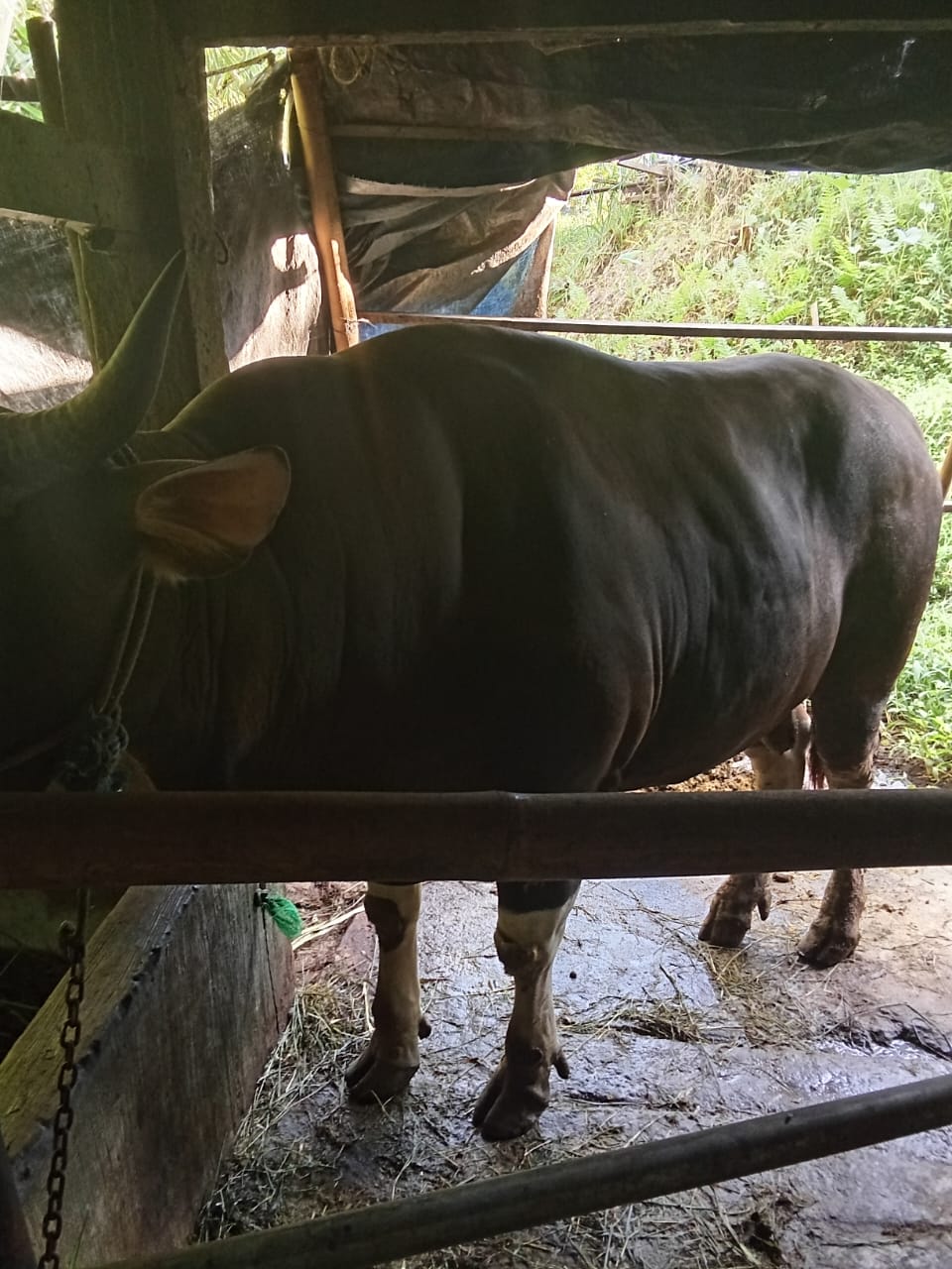 Dua Sapi Asal Baturiti Jadi Pilihan Presiden untuk Kurban Idul Adha 2025