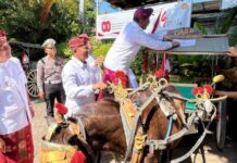 BulFest 2025 Kembali: Angkutan Gratis untuk Pengunjung BulFest 2025 Kembali: Angkutan Gratis untuk Pengunjung