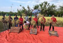 Panen Perdana Padi Semeton Buleleng, Buleleng Kuatkan Swasembada Pangan Panen Perdana Padi Semeton Buleleng, Buleleng Kuatkan Swasembada Pangan