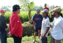 Wabup Dirga Dorong Petani Milenial dan Bangkitkan KUD, Tabanan Teguhkan Komitmen Pertanian