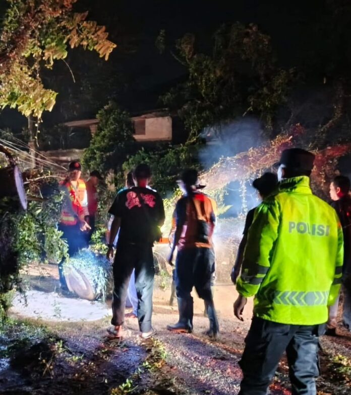 Pohon tumbang menutup sebagian jalan Denpasar–Singaraja di Desa Luwus Baturiti Tabanan.