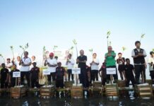 Koster Tanam Mangrove, Kejar Bali Hijau 35 Persen Gubernur Bali Wayan Koster menanam bibit mangrove bersama Jamintel Kejagung di Tahura Tanjung Benoa Badung