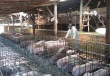 Distan Tabanan Tingkatkan Waspada ASF, Peternak Babi Diminta Perketat Biosekuriti Pendampingan dari UPTD Puskeswan kepada peternak di salah satu peternakan babi di Tabanan