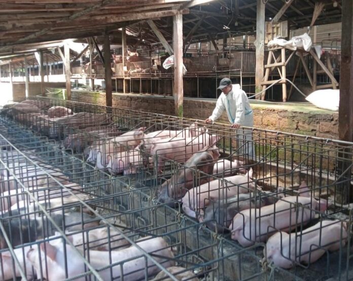 Pendampingan dari UPTD Puskeswan kepada peternak di salah satu peternakan babi di Tabanan