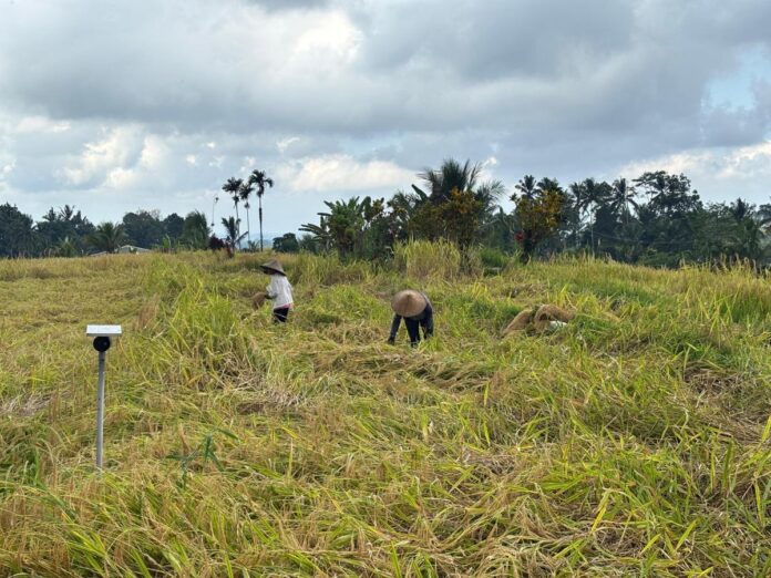 Petani dan tenaga manyi memanen padi Bali secara tradisional di kawasan Subak Jatiluwih, Kecamatan Penebel, Kabupaten Tabanan