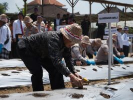 Gubernur Koster Dukung Gerakan Tanam Bawang Putih di Gianyar