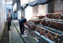 Lapas Tabanan Sulap Area Brandgang Jadi Peternakan Ayam Petelur, Hasilkan 90 Butir Telur per Hari Warga Binaan Lapas Kelas IIB Tabanan merawat ayam petelur di area brandgang yang dimanfaatkan sebagai peternakan produktif untuk mendukung pembinaan kemandirian dan ketahanan pangan