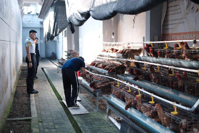 Warga Binaan Lapas Kelas IIB Tabanan merawat ayam petelur di area brandgang yang dimanfaatkan sebagai peternakan produktif untuk mendukung pembinaan kemandirian dan ketahanan pangan
