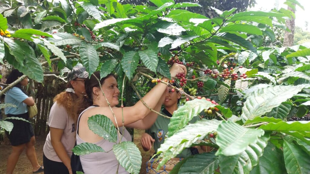 kopi-robusta-pupuan-mika-adiputra-anugerah-swacitta-nugraha-2026