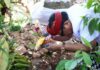 Bupati Tabanan I Komang Gede Sanjaya menghadiri karya pujawali di Pura Penataran Agung Lempuyang Madya
