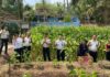 Warga binaan Lapas Tabanan memanen jagung di SAE Kebun Lapas