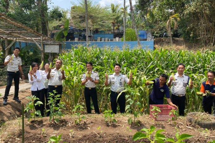 Warga binaan Lapas Tabanan memanen jagung di SAE Kebun Lapas