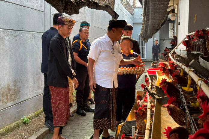 Warga Binaan Lapas Tabanan Panen Telur dari Peternakan Ayam Petelur