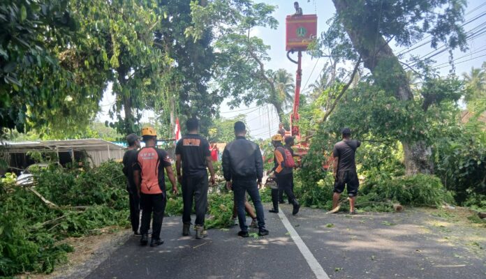 BPBD Kabupaten Tabanan mengimbau pemangkasan pohon rawan tumbang dan pembersihan saluran air untuk mengantisipasi bencana selama musim hujan 2026–2027.