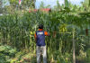 Warga binaan Lapas Kelas IIB Tabanan memanen jagung di SAE Kebun Lapas sebagai bagian dari pembinaan kemandirian dan pelatihan keterampilan pertanian.