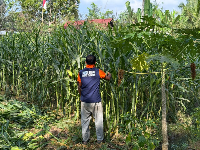 Warga binaan Lapas Kelas IIB Tabanan memanen jagung di SAE Kebun Lapas sebagai bagian dari pembinaan kemandirian dan pelatihan keterampilan pertanian.