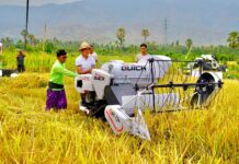 Padi Bridantara 8 di Buleleng Hasilkan 10,576 Ton per Hektare Panen padi varietas Bridantara 8 di Balai Benih Grokgak, Gerokgak, Buleleng.